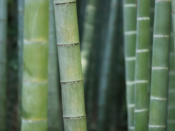 Serviette en fibre bambou, moins consommateur d'eau